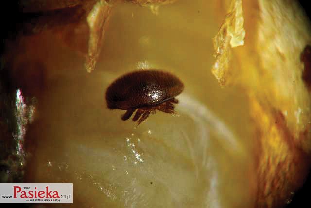 Varroa destructor