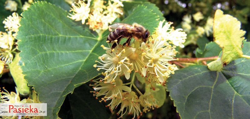 pszczoła na kwiecie