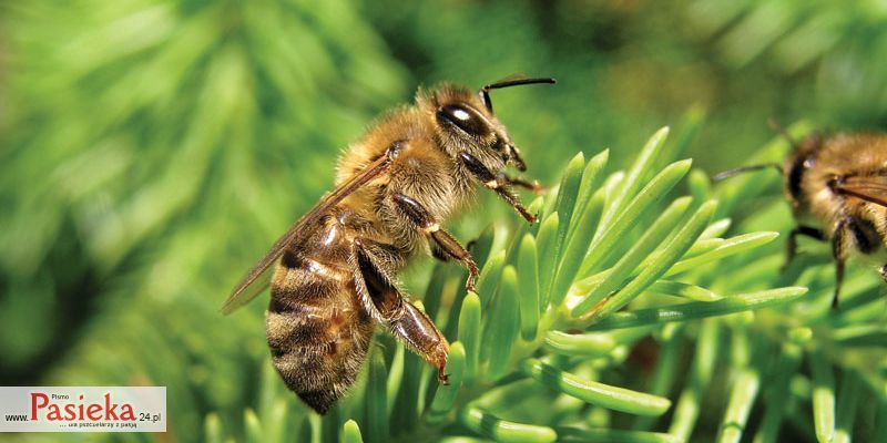 pszczoła na igłach