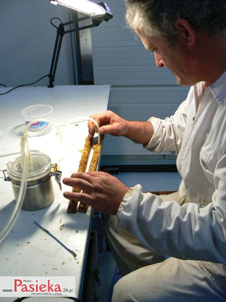 Pozyskiwanie mleczka pszczelego.