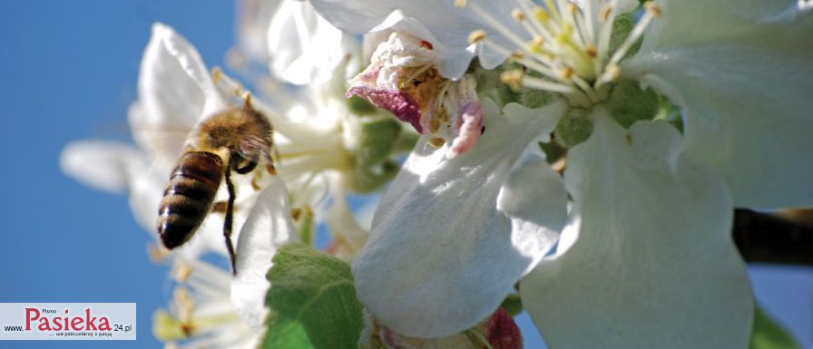 pszczoła na kwiatku