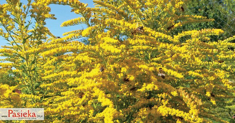 Powód złej zimowli rodzin wcześniej pracujących na nawłoci nie jest do końca wyjaśniony. Prawdopodobnie winna temu jest domieszka spadzi z drzew liściastych