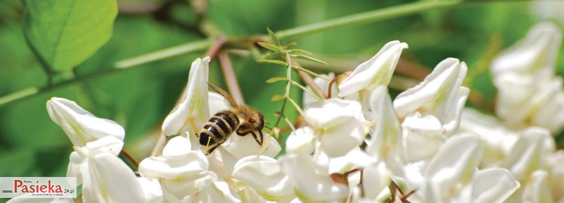 Synowiec Robert: Bzykajace hobby (K096)