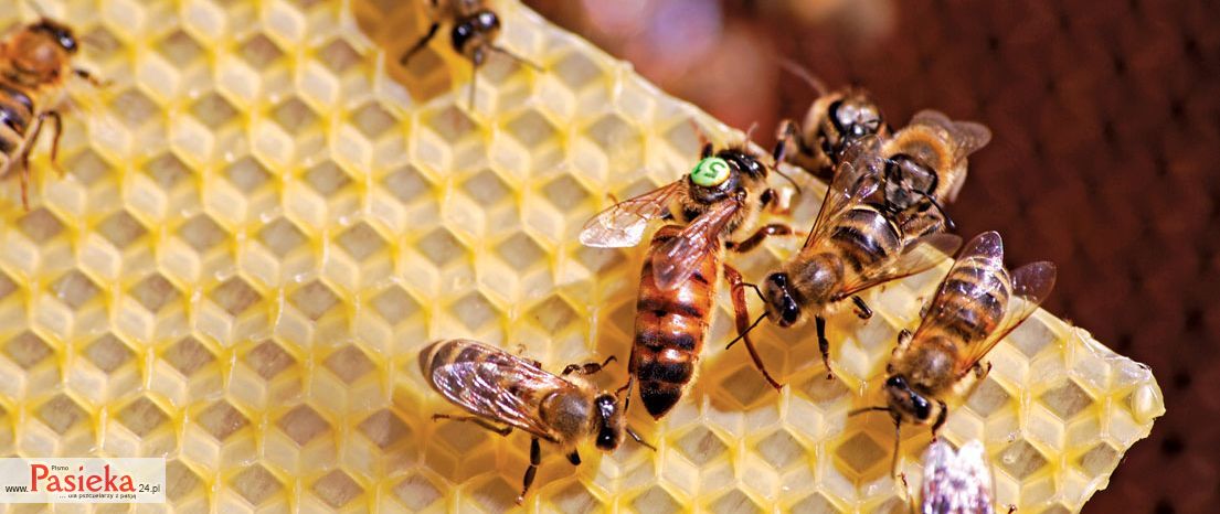 Synowiec Robert: Bzykajace hobby (K096)