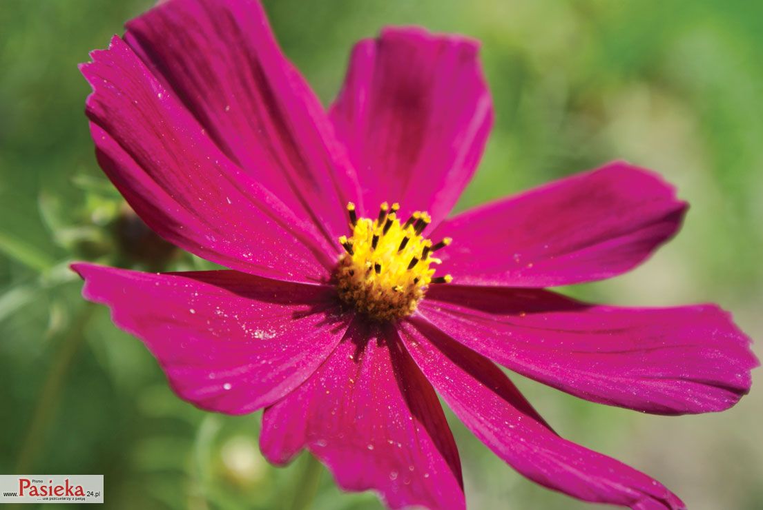 Synowiec Robert: Bzykajace hobby (K096)