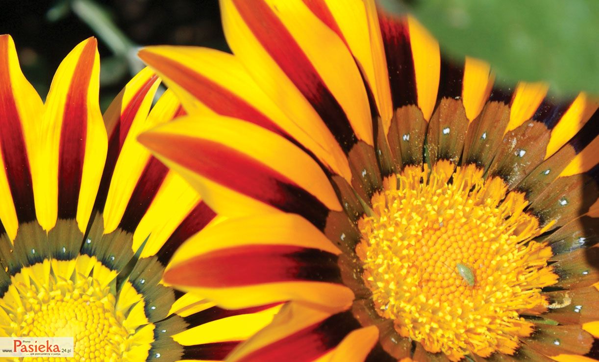 Synowiec Robert: Bzykajace hobby (K096)