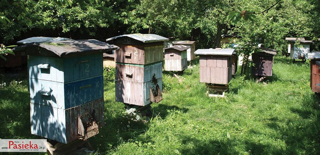 wysoki żywopłot w pasiece