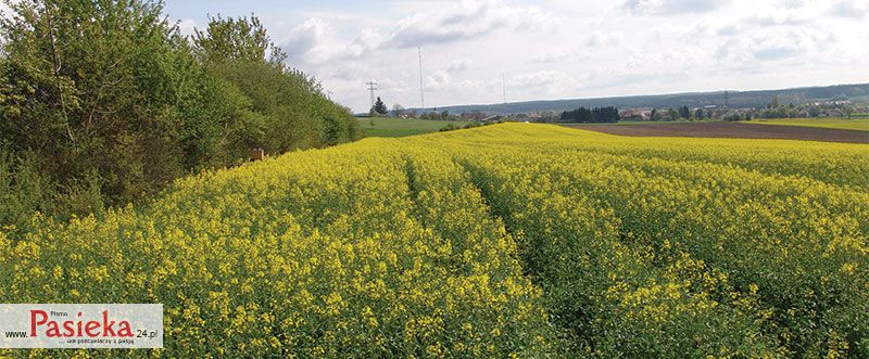 Trzybinski - Wędrujemy na pożytki (K121)