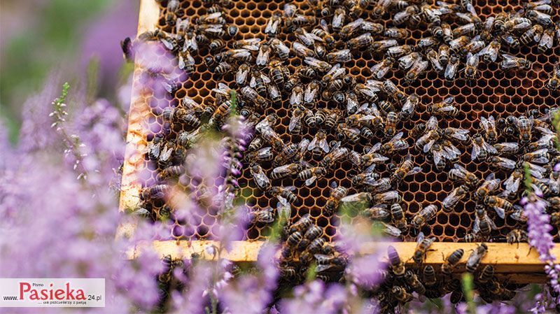 Trzybinski - Wędrujemy na pożytki (K121)