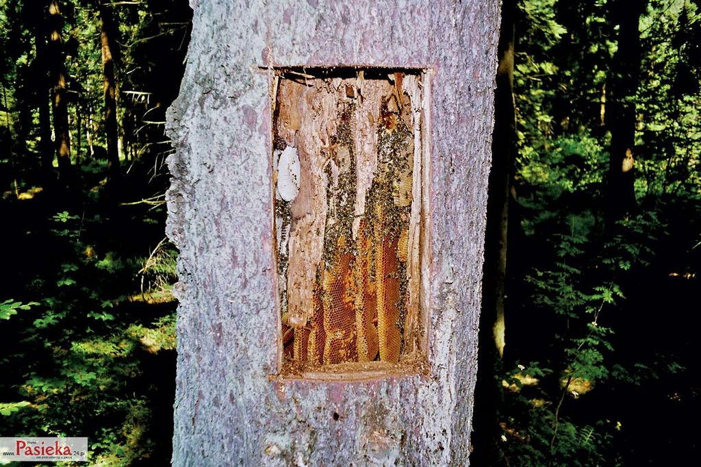 Wielki poradnik pasieczny