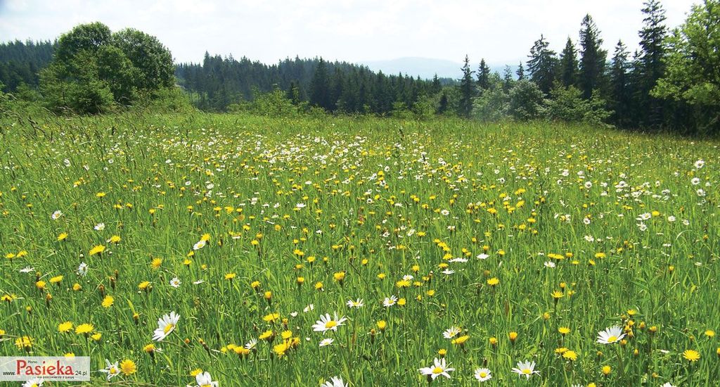 Wielki poradnik pasieczny