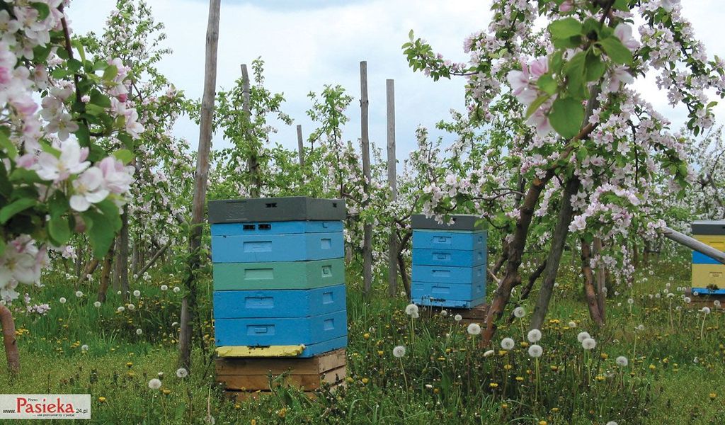 Wielki poradnik pasieczny