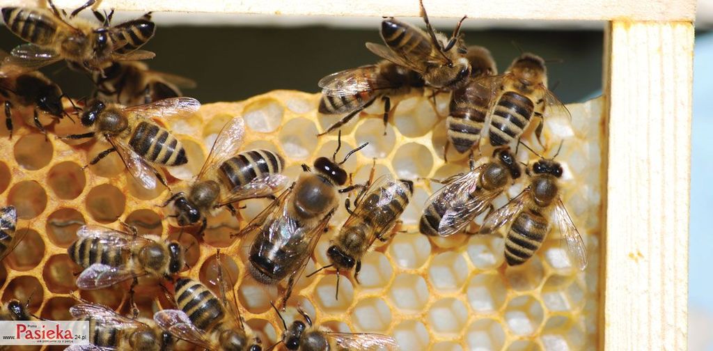 Wielki poradnik pasieczny
