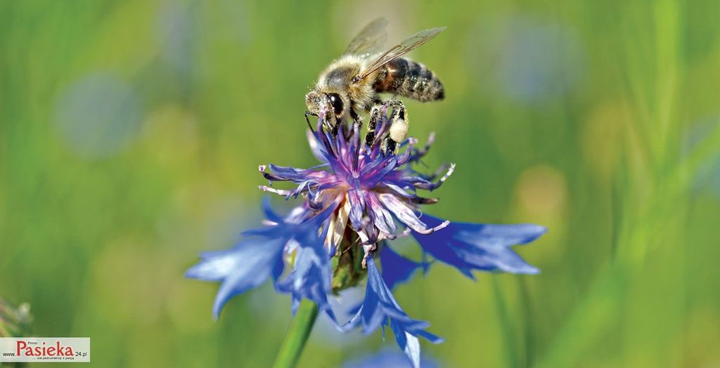 Wielki poradnik pasieczny