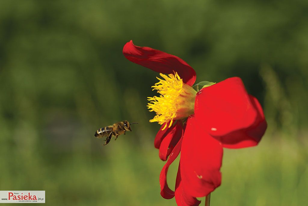 Wielki poradnik pasieczny