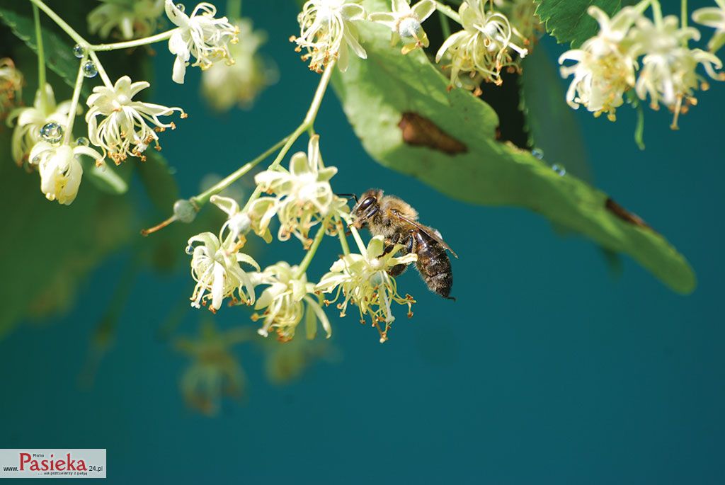 Wielki poradnik pasieczny