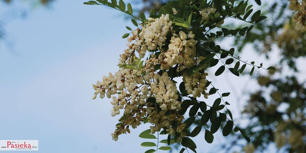 Wielki poradnik pasieczny