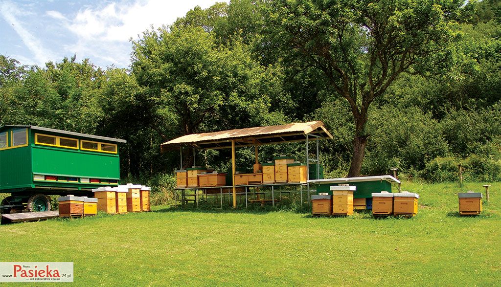 Wielki poradnik pasieczny: 