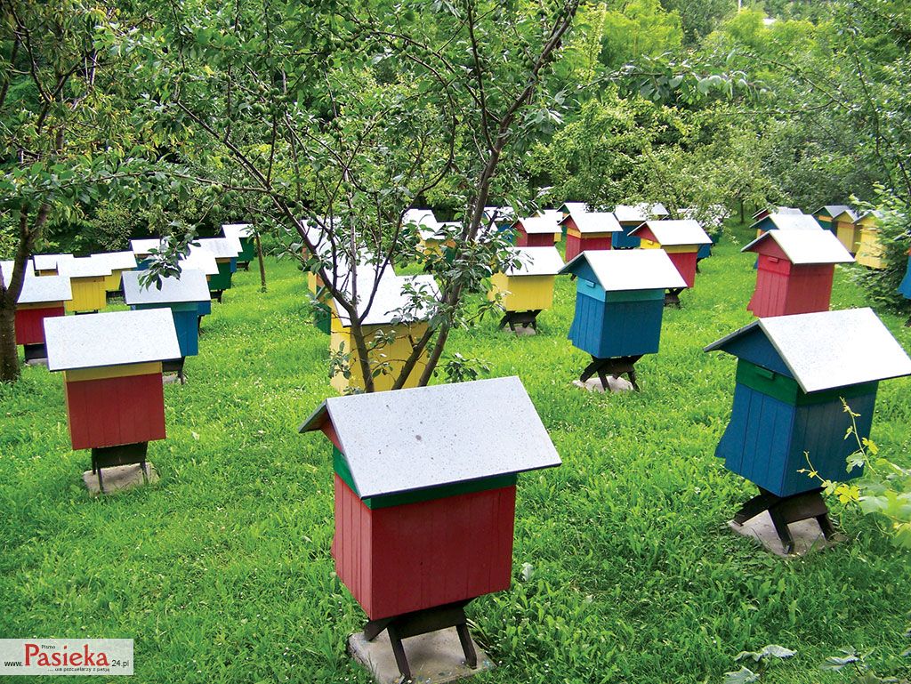 Wielki poradnik pasieczny: 