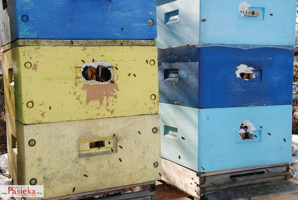 Wielki poradnik pasieczny: 