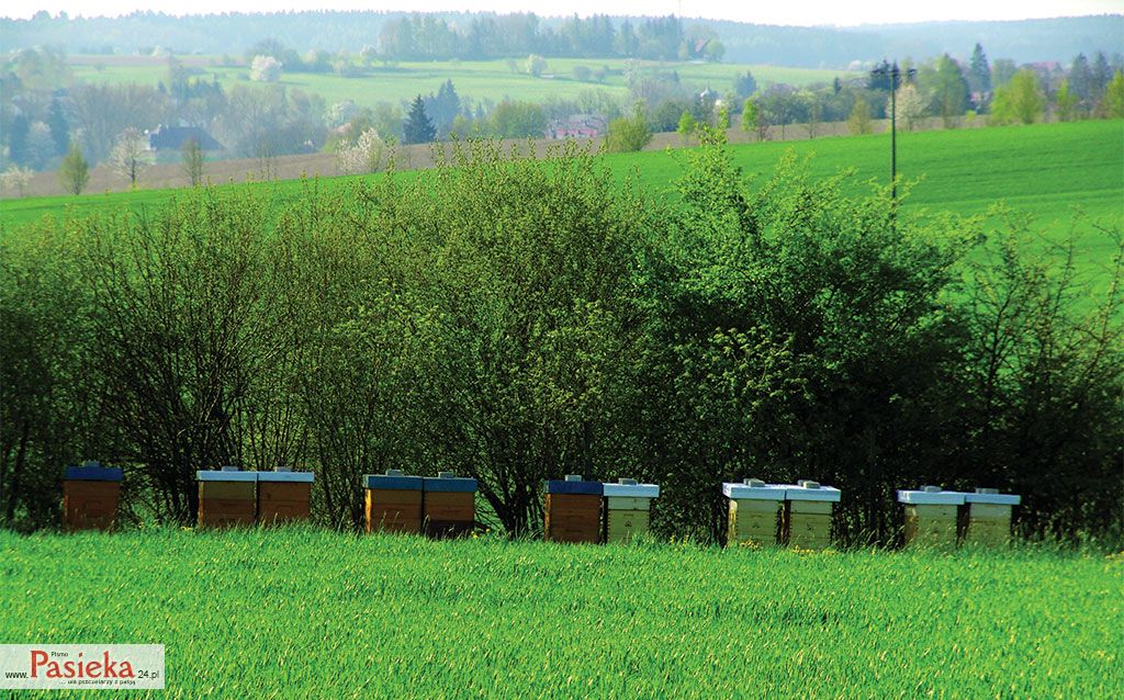 Wielki poradnik pasieczny: 