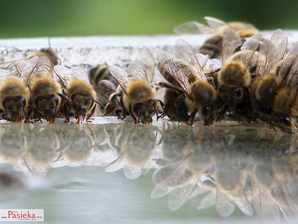 Wielki poradnik pasieczny: 