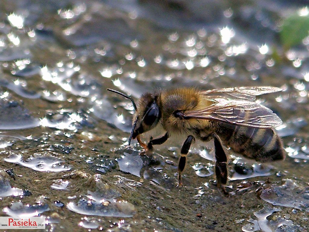 Wielki poradnik pasieczny: 