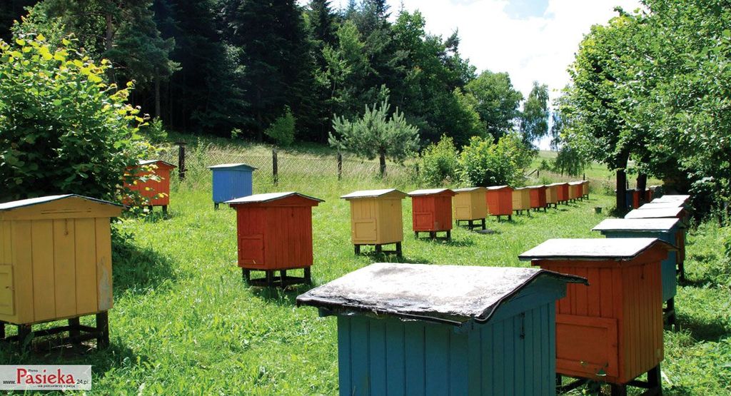 Wielki poradnik pasieczny