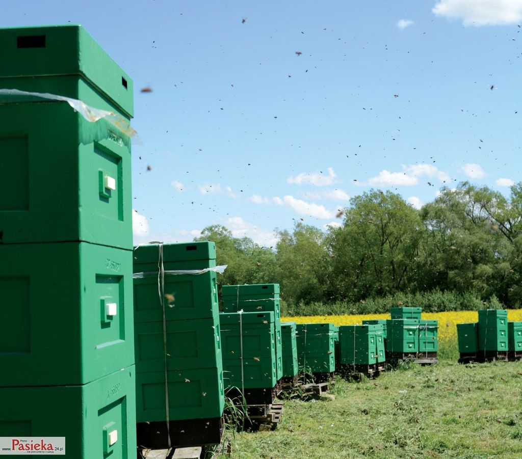 Wielki poradnik pasieczny