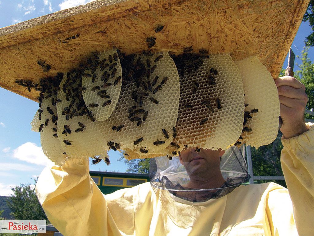 Wielki poradnik pasieczny