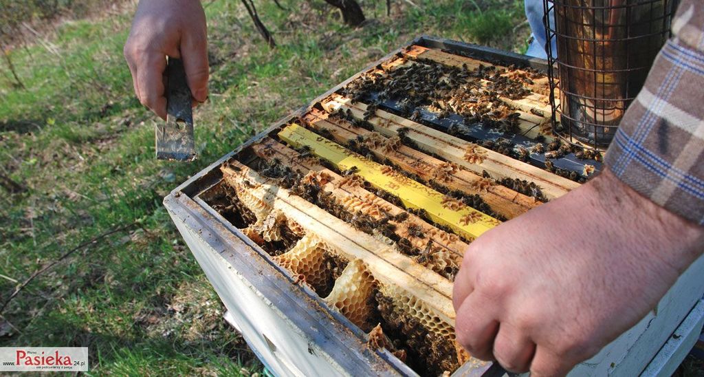 Wielki poradnik pasieczny