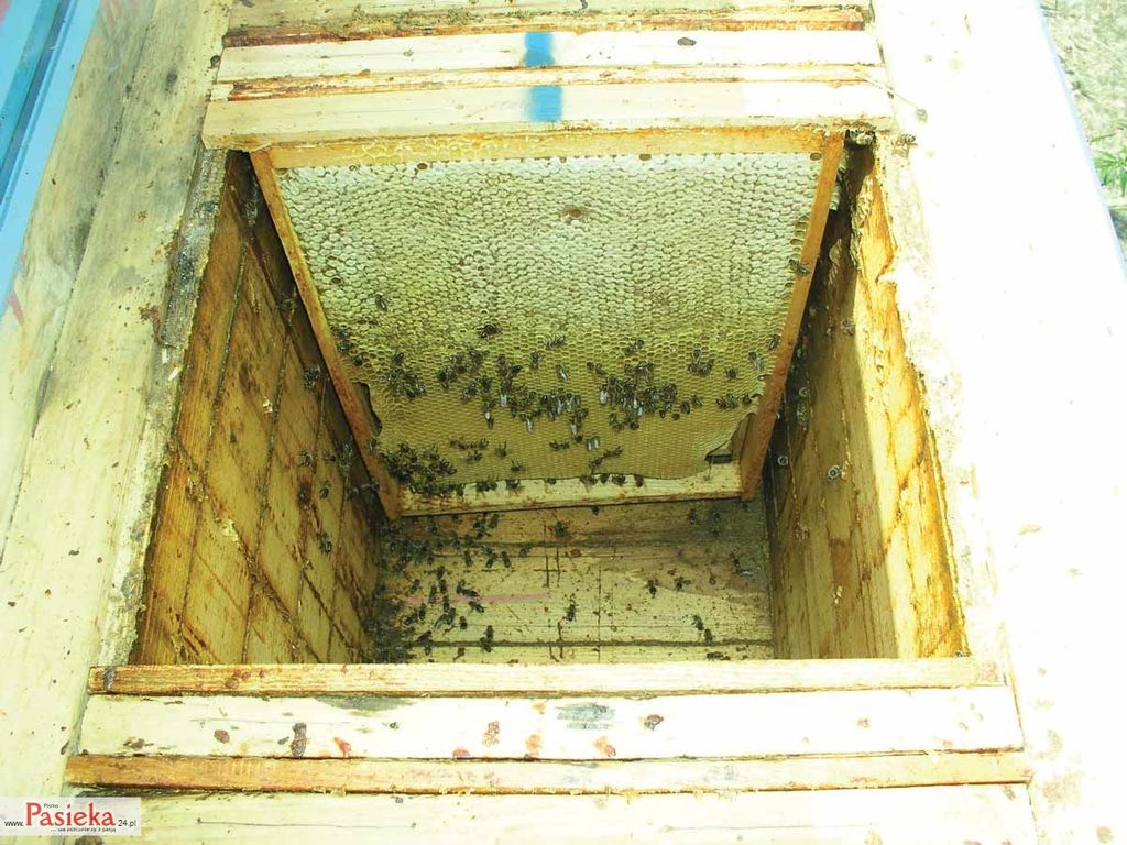 Wielki poradnik pasieczny