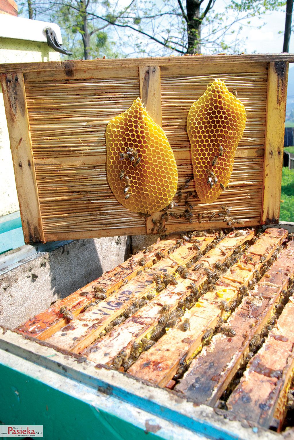 Wielki poradnik pasieczny