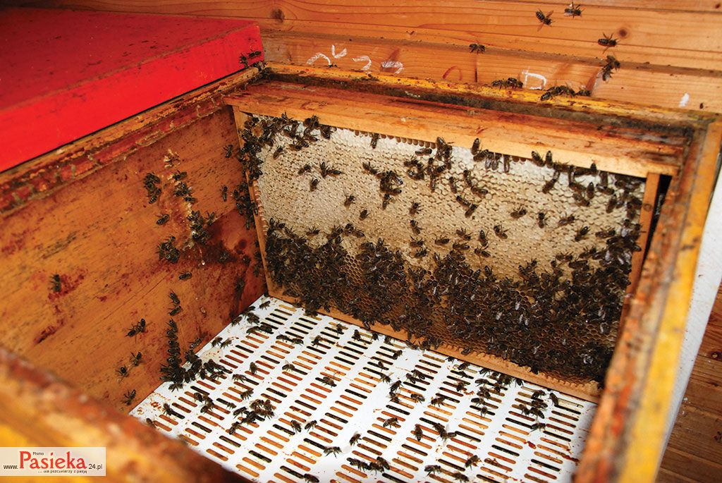 Wielki poradnik pasieczny