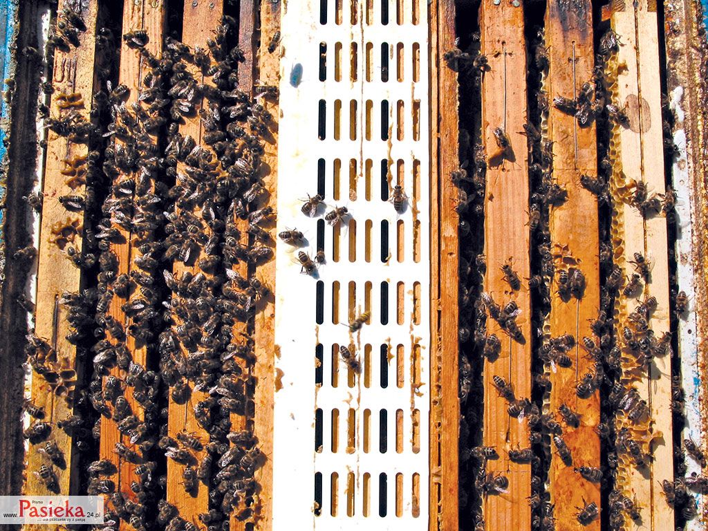Wielki poradnik pasieczny