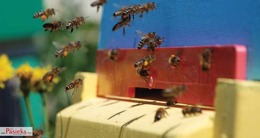 Wielki poradnik pasieczny