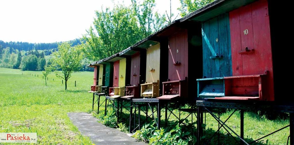 Wielki poradnik pasieczny