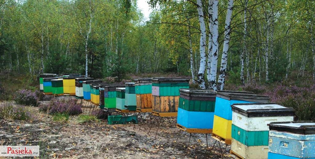 Wielki poradnik pasieczny