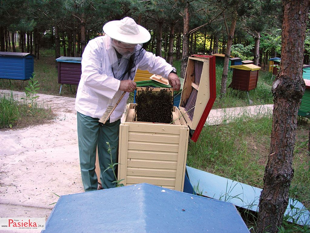 Wielki poradnik pasieczny