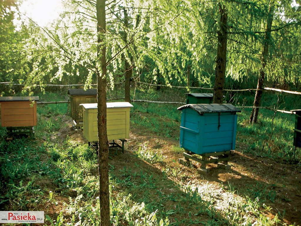 Wielki poradnik pasieczny