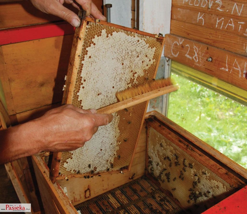 Wielki poradnik pasieczny