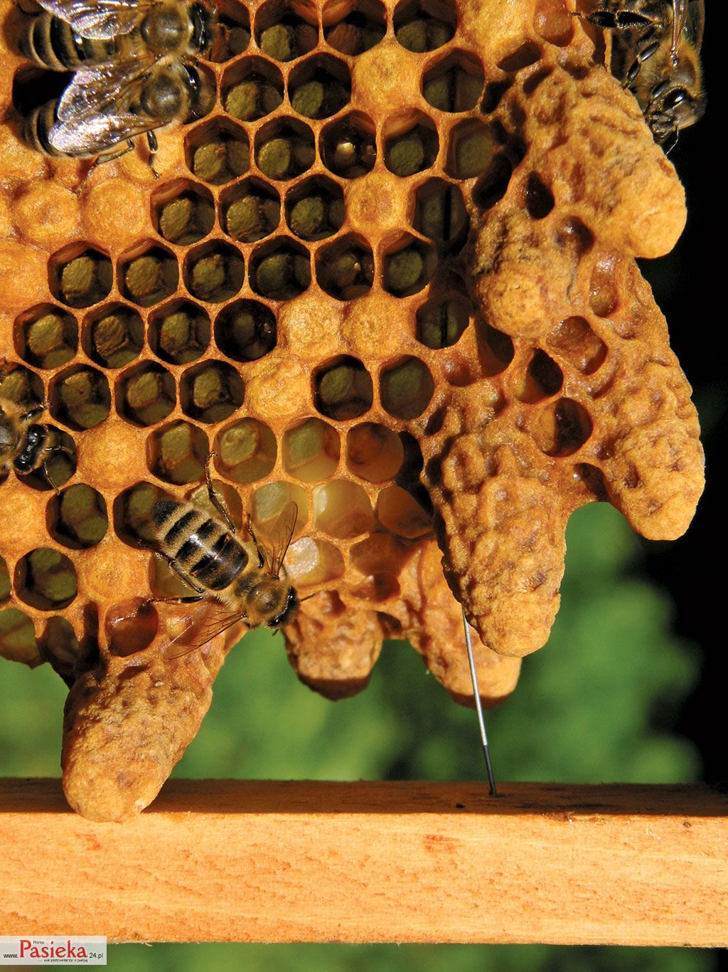 Wielki poradnik pasieczny
