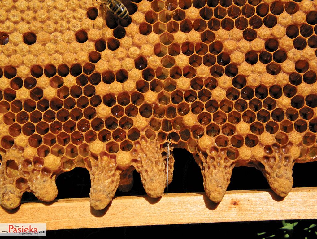 Wielki poradnik pasieczny