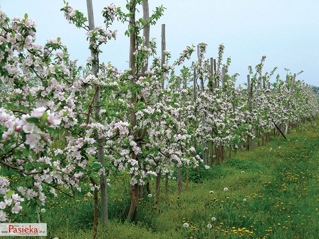 Wielki poradnik pasieczny
