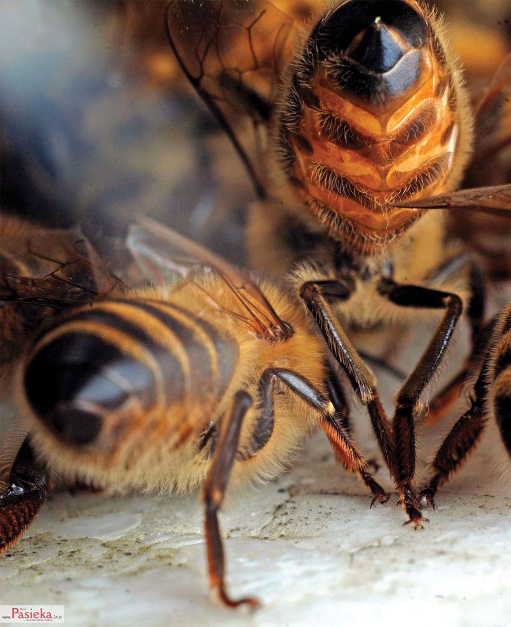 Wielki poradnik pasieczny