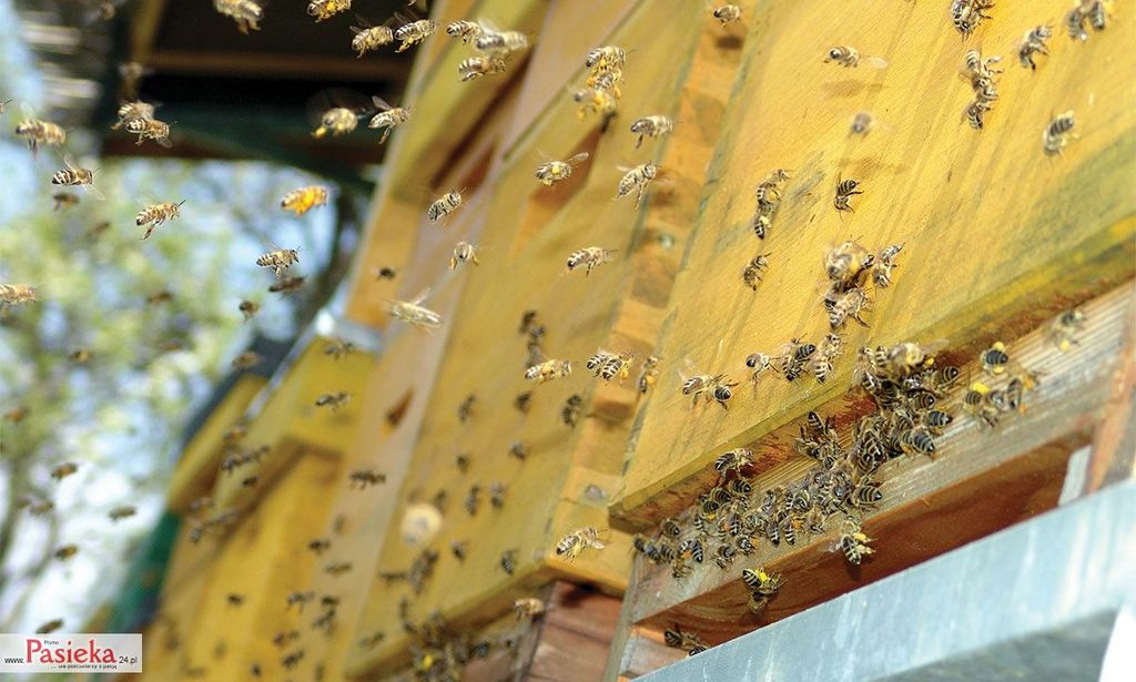 Wielki poradnik pasieczny