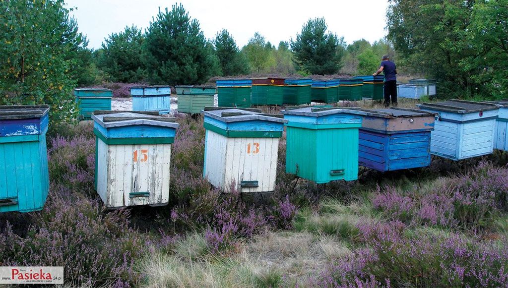 Wielki poradnik pasieczny