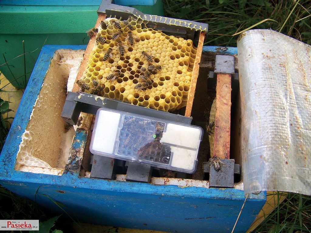 Wielki poradnik pasieczny