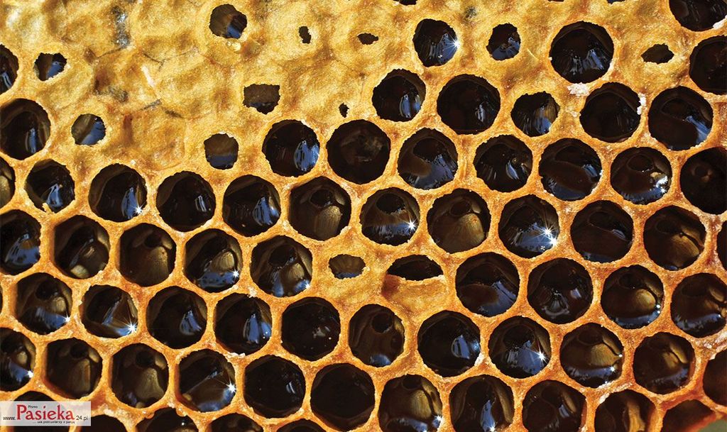 Wielki poradnik pasieczny