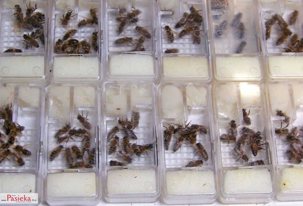 Wielki poradnik pasieczny